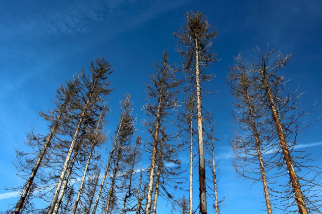 Ledovcové jezero Laka, Stará Hůrka, Běžecké lyžování, Šumava