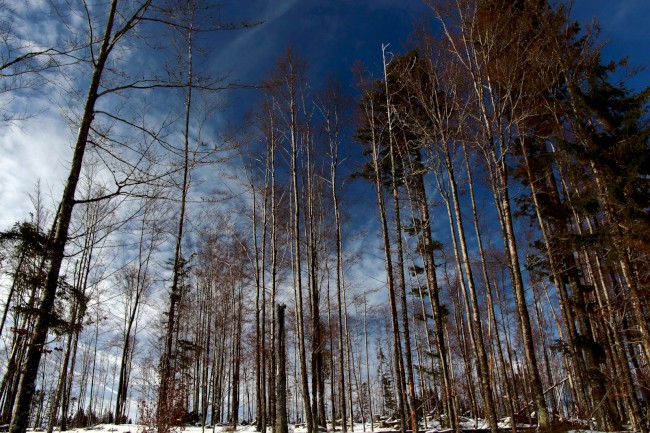 Vodní kanál, Rudská křižovatka, Jezero Laka, Stará Hůrka, Běžecké lyžování, Šumava
