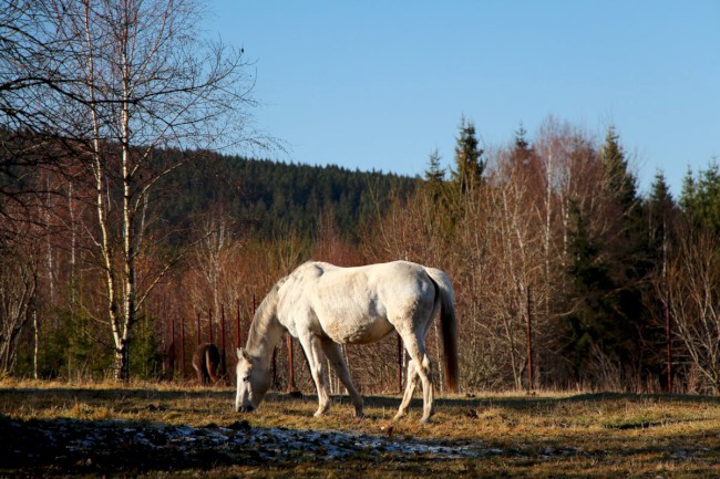 Nová Hůrka, Prášily, Gerlova Huť, Šumava, Západní čechy