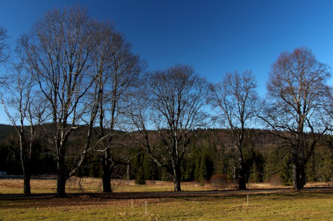 Polomské údolí, Hůrecká alej, Stará Hůrka, Šumava, Západní čechy