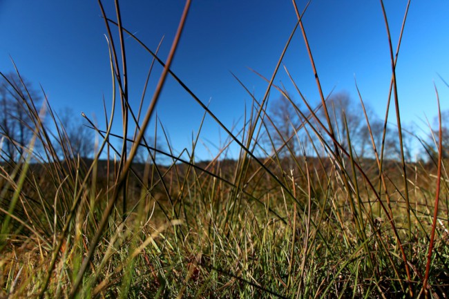 Polomské údolí, Hůrecká alej, Stará Hůrka, Šumava, Západní čechy