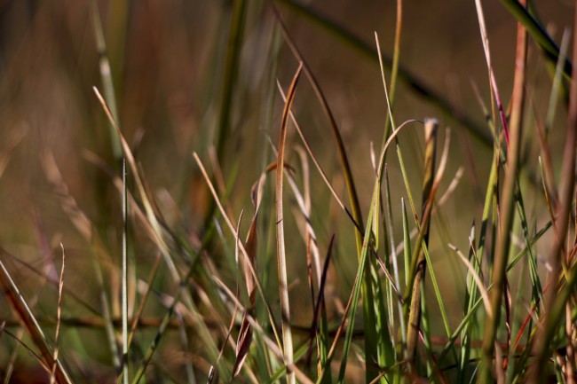 Polomské údolí, Hůrecká alej, Stará Hůrka, Šumava, Západní čechy