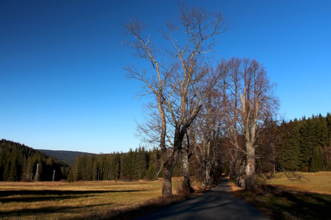 Polomské údolí, Hůrecká alej, Stará Hůrka, Šumava, Západní čechy