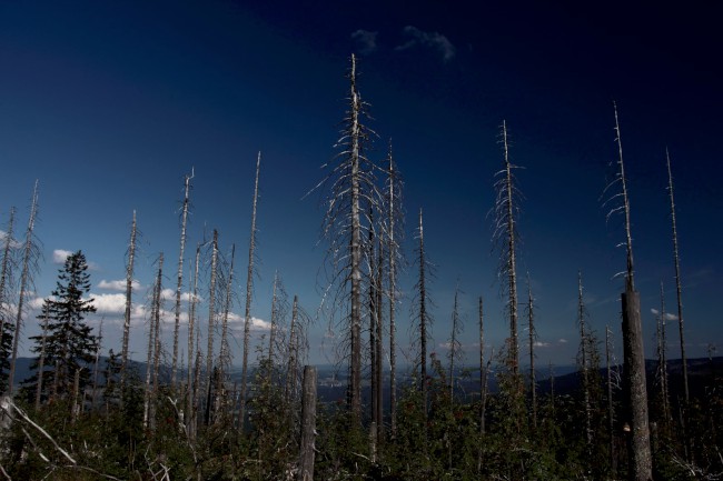 Vrchol Plechý (1378 m), Šumava, Jižní Čechy