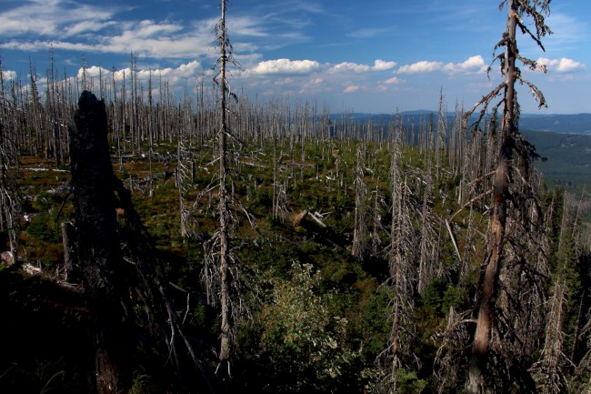 Vrchol Plechý (1378 m), Šumava, Jižní Čechy