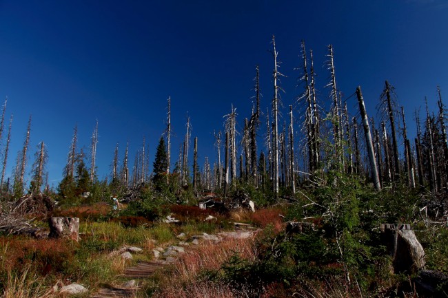 Vrchol Plechý (1378 m), Šumava, Jižní Čechy