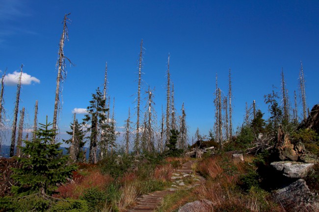 Vrchol Plechý (1378 m), Šumava, Jižní Čechy