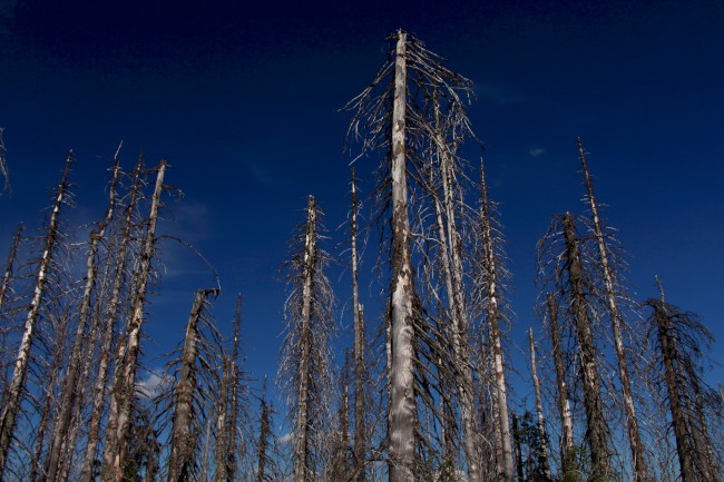 Vrchol Plechý (1378 m), Šumava, Jižní Čechy