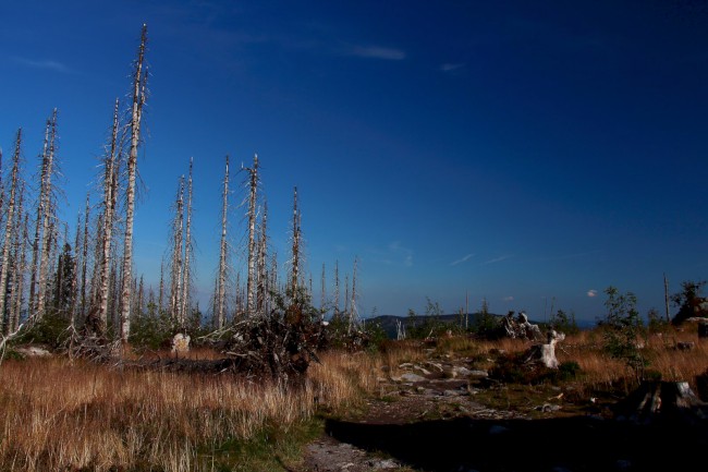 Vrchol Plechý (1378 m), Šumava, Jižní Čechy