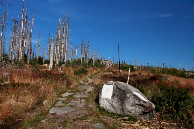 Vrchol Plechý (1378 m), Šumava, Jižní Čechy