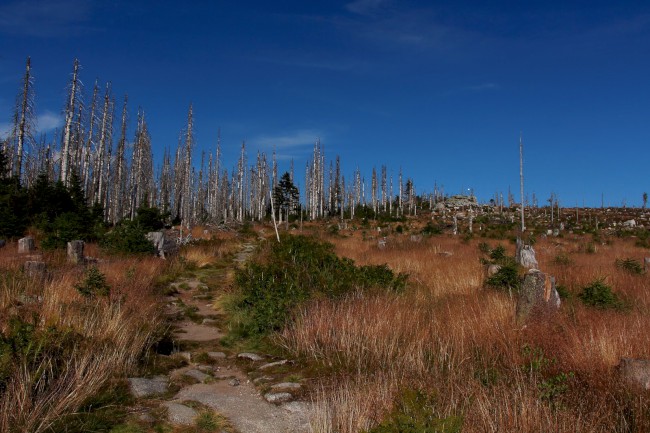 Vrchol Plechý (1378 m), Šumava, Jižní Čechy