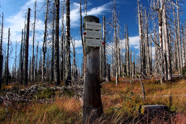 Rakouská louka (1345 m), Plechý, Trojmezná, Šumava, Jižní Čechy