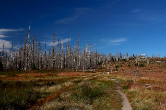 Rakouská louka (1345 m), Plechý, Trojmezná, Šumava, Jižní Čechy