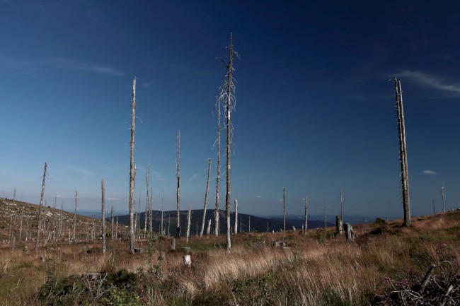 Rakouská louka (1345 m), Plechý, Trojmezná, Šumava, Jižní Čechy