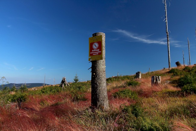 Rakouská louka (1345 m), Plechý, Trojmezná, Šumava, Jižní Čechy