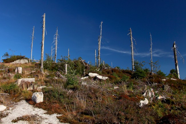 Rakouská louka (1345 m), Plechý, Trojmezná, Šumava, Jižní Čechy