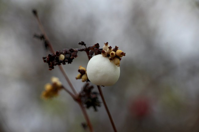 Velá Buková, Hon na křivoklátského hada, Vyhlídka na Hřebínku, Křivoklátsko, Chráněná krajinná oblast 