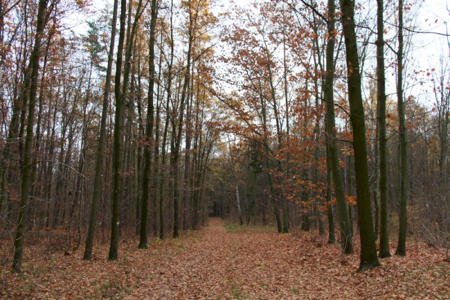 Velá Buková, Hon na křivoklátského hada, Vyhlídka na Hřebínku, Křivoklátsko, Chráněná krajinná oblast 